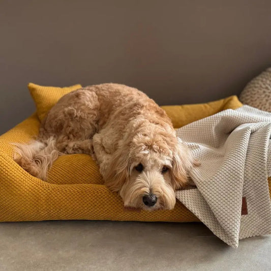 Legowisko dla psa i kota ortopedyczne musztardowe - PRATO MUSTARD DENZOO