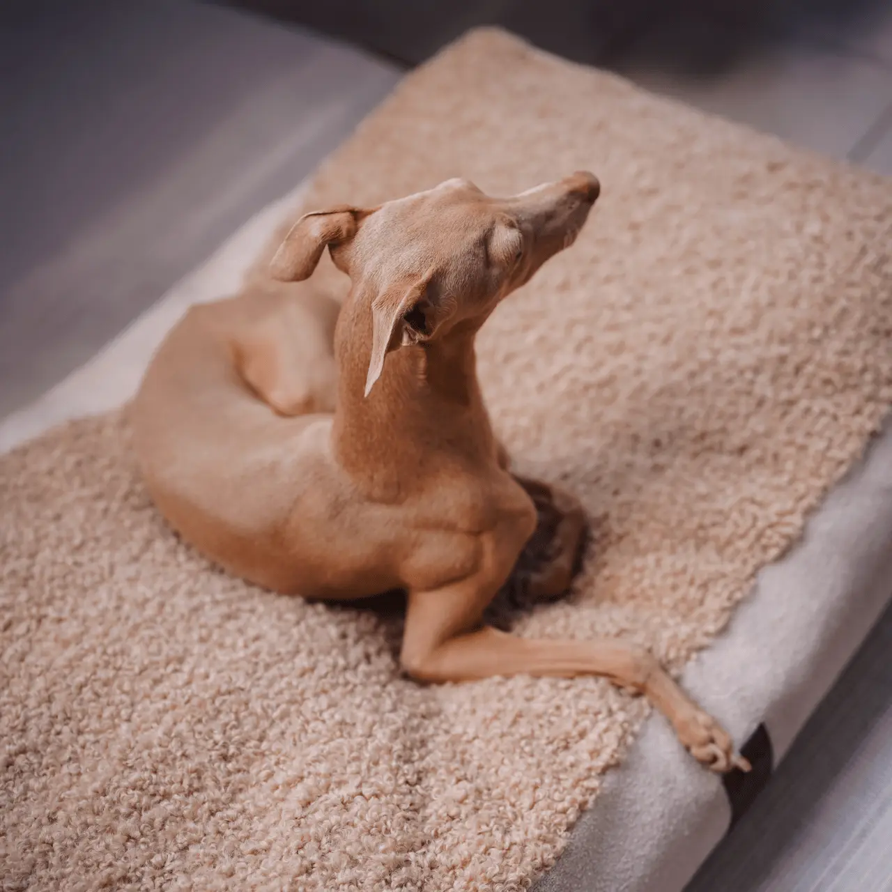 Legowisko Lika boucle PAW DESIGN