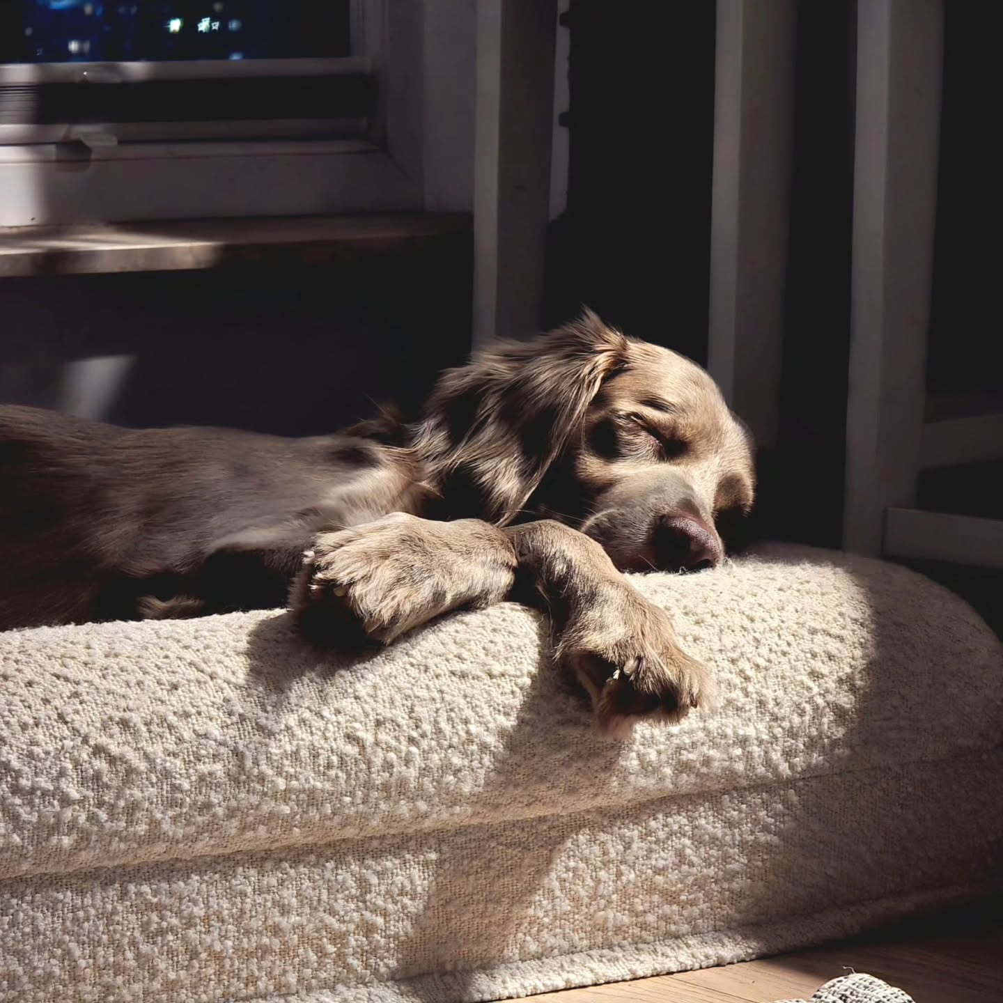 Premium boucle orthopedic bed MEDIUM