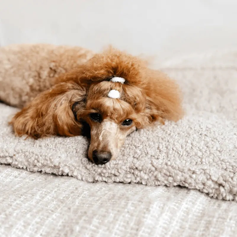 Przenośna mata podróżna dla psa, rozłożona, widok na miękkie posłanie.