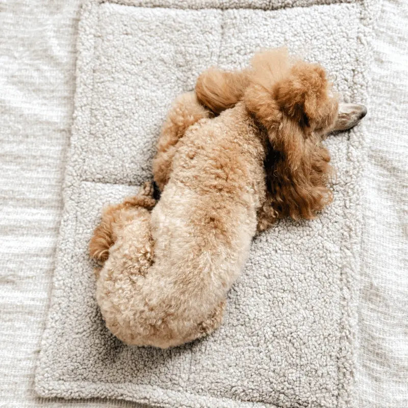 Piesek wypoczywający na przenośnej macie podróżnej.