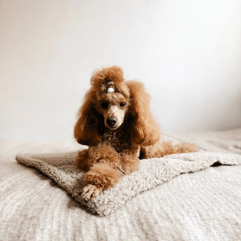 Przenośna mata podróżna dla psa psykryj mnie, zrelaksowany piesek.