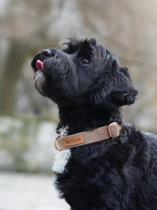 Obroża z klamrą Psotnik brąz Psotnik