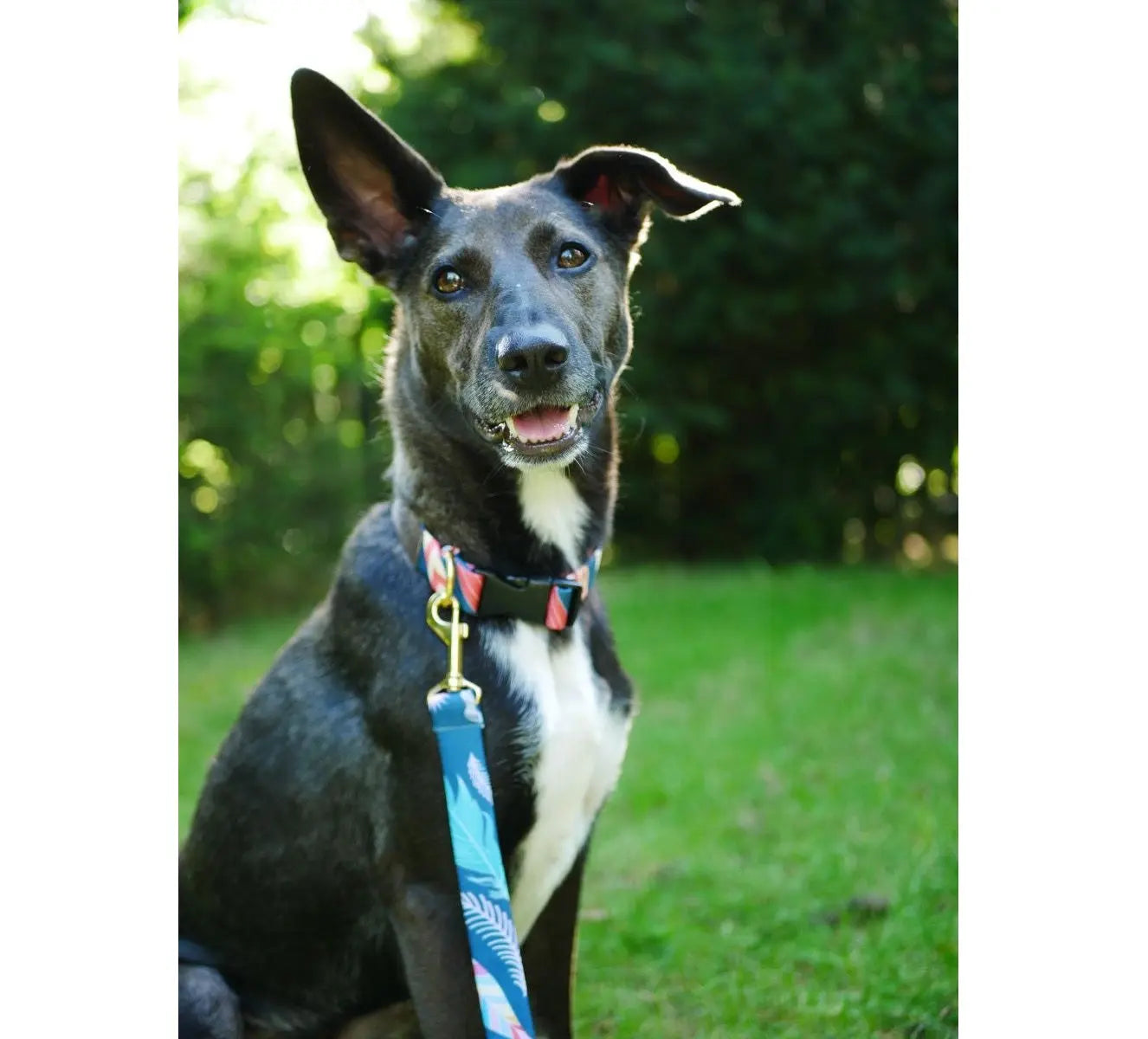 Smycz dla psa "Festiwal Kolorów" DOGIDIGI