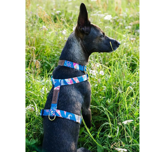 Szelki dla psa GUARD Festiwal Kolorów DOGIDIGI