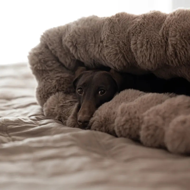 Śpiworek dla psa Psykryjek Bubble psykryj mnie