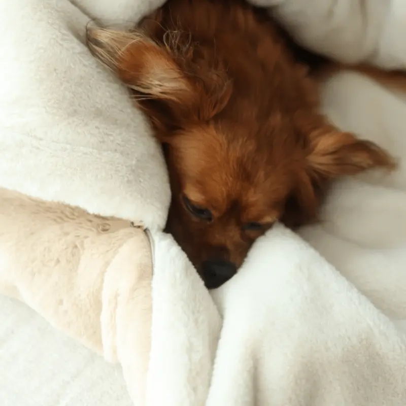 Śpiworek – koc dla psa Psykryjek psykryj mnie