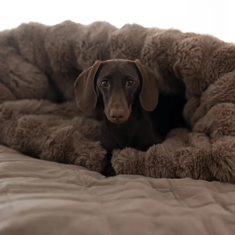 Śpiworek dla psa Psykryjek Bubble psykryj mnie