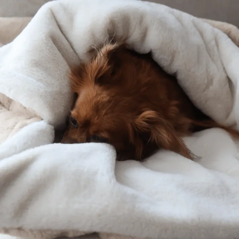 Śpiworek – koc dla psa Psykryjek psykryj mnie