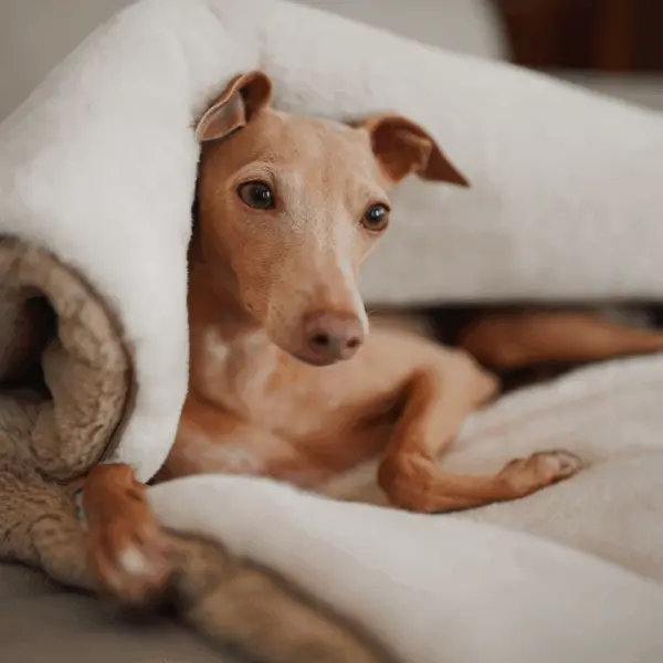 Śpiworek – koc dla psa Psykryjek psykryj mnie