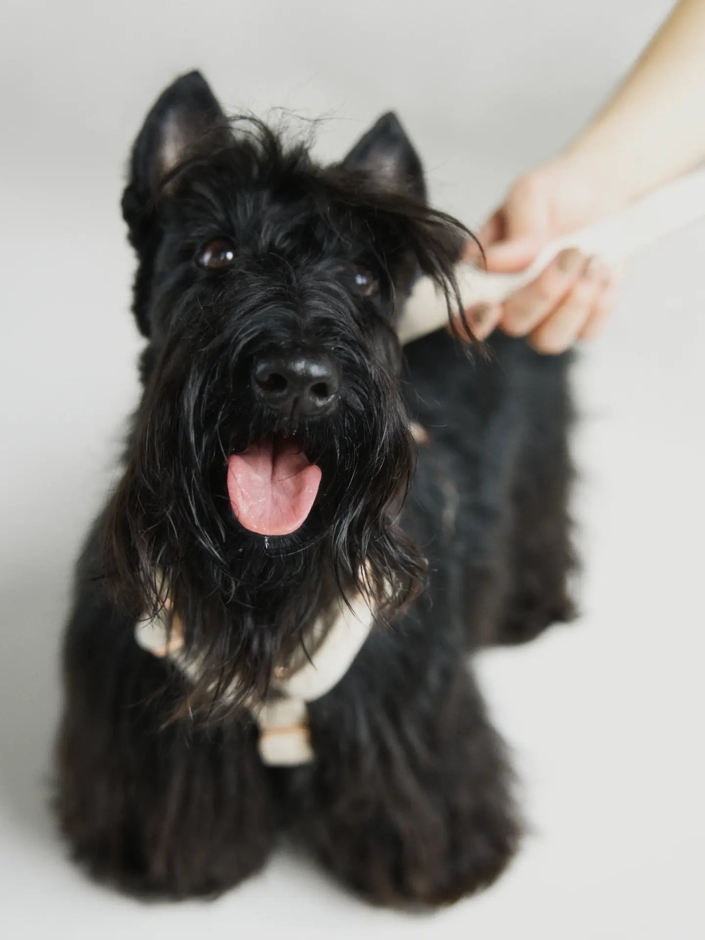 Szelki typu guard beżowe Psotnik