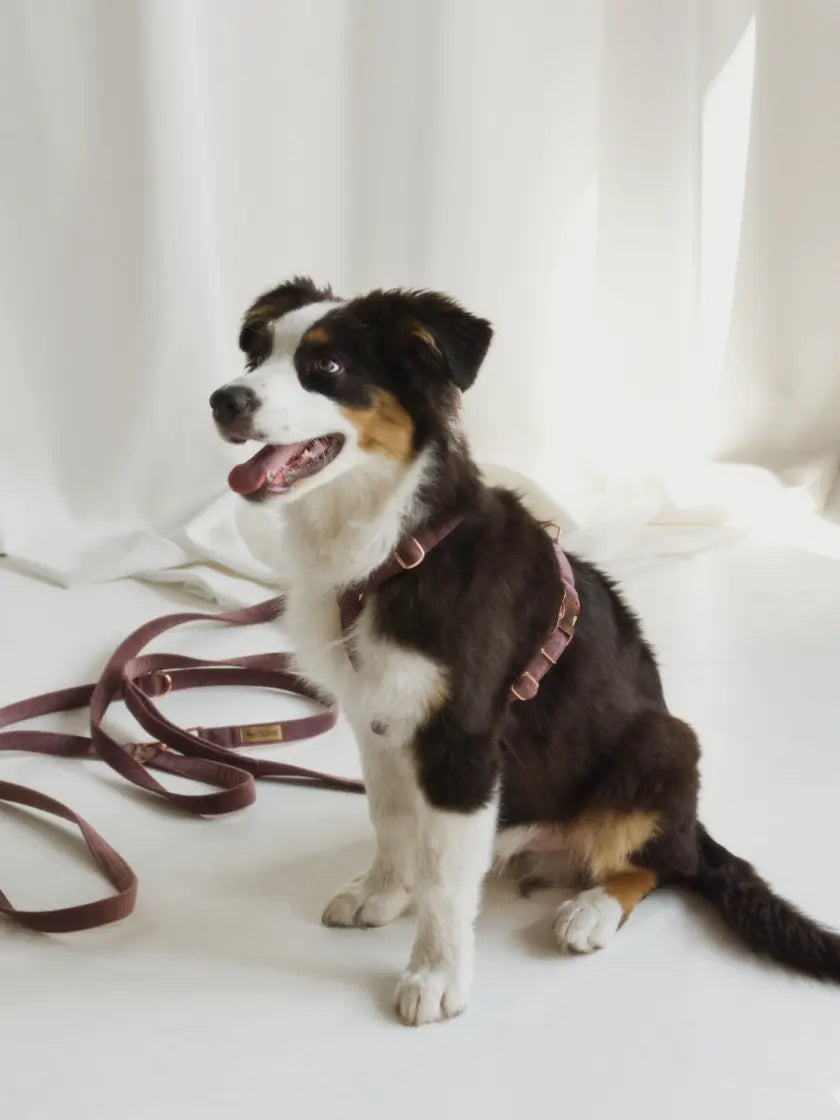 Szelki typu guard wrzos Psotnik