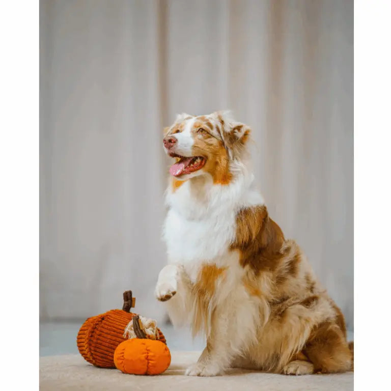 Zabawka węchowa Dynia psykryj mnie